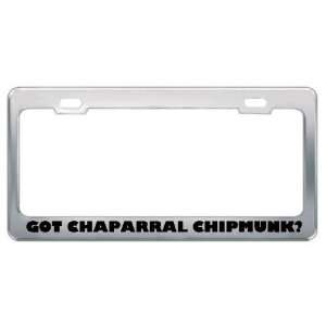 Got Chaparral Chipmunk? Animals Pets Metal License Plate Frame Holder 