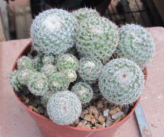 Mammillaria huitzilopochtli White Ball Cactus 1  
