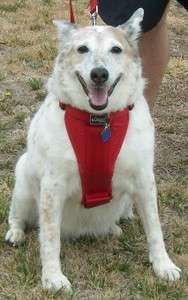 Kurgo Dog Harness Red  