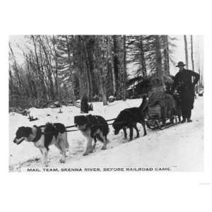 Dog Sled Mail Delivery Team Photograph   British Columbia 
