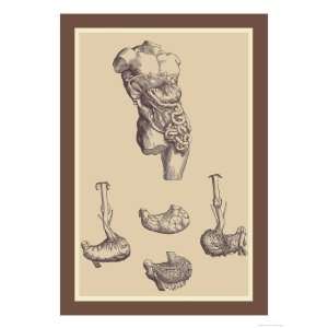   Stomach Giclee Poster Print by Andreas Vesalius, 9x12