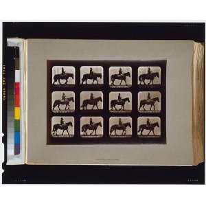   ,attitudes,motion,animals,Eadweard Muybridge,c1881