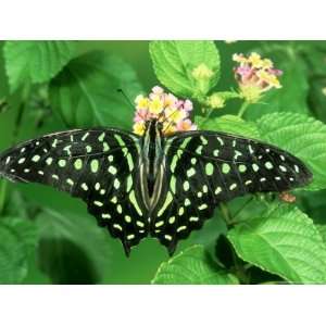  Green Spotted Swallowtail, Tangkoko Nature Reserve 