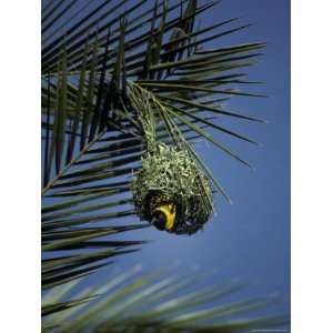  Black Headed Weaver Bird Nesting in a Palm Tree Stretched 