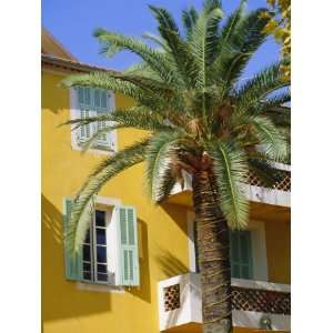  Yellow House and Palm Tree, Villefranche Sur Mer, Cote d 