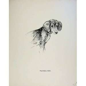   Sketch Dog Drawing Just Pups By K F Barker Print