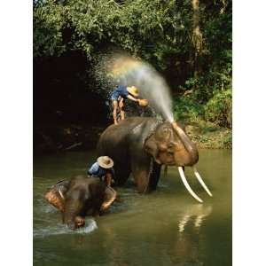  Elephants Being Washed in the River Near Chiang Mai, the 