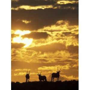 Gemsbok Silhouetted on Sand Dune, Kgalagadi Transfrontier Park, South 
