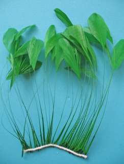 30 PCS. KELLY GREEN STRIPPED COQUE ROOSTER FEATHERS  