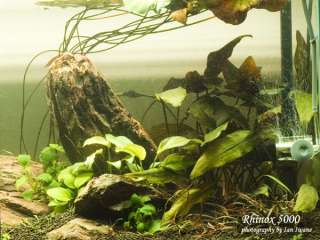   Plants, Moss, Pots, Aquarium Fish, Prawns and Aquarium Equipments