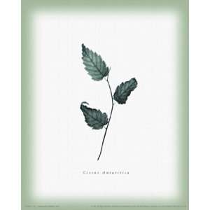 Leaf V by William Cahill 5x7 