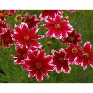  Ruby Frost Coreopsis Patio, Lawn & Garden