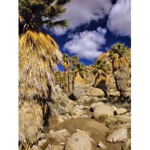 Lost Palms Oasis, Joshua Tree National Park, California, USA Premium 