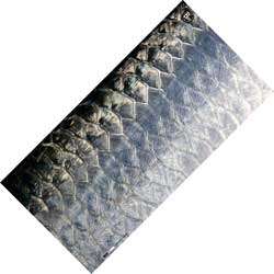 Buff Headwear UV Buff Tarpon Fish Design  