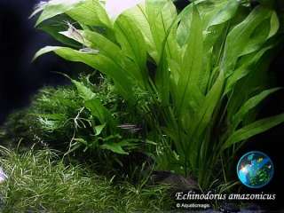 icus x3   Live aquarium plant fish tank BS  