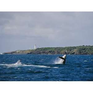  A Humpback Whale and Calf Frolic off Coast with Lighthouse 