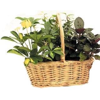 Patio, Lawn & Garden Gardening Plant Container Accessories 