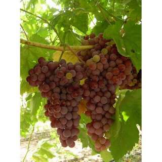  Caco Red Grape Vine Plant   Very Sweet