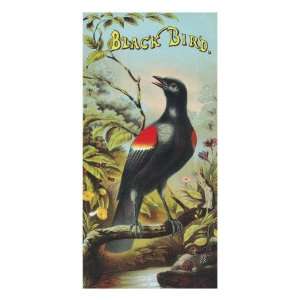  Black Bird Brand Tobacco Label Giclee Poster Print, 24x32 