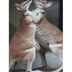 These Two Kangaroos Frolic in the Cold at Munichs Zoological Garden 