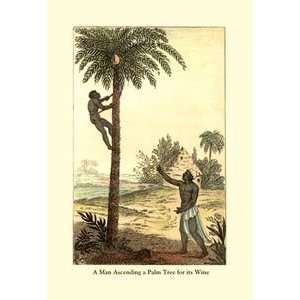  Man Ascending a Palm Tree for Its Wine   16x24 Giclee Fine 