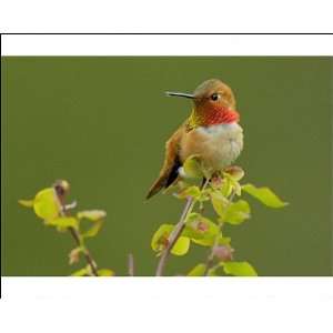  Rufous Hummingbird   Male sitting on red huckleberry bush 