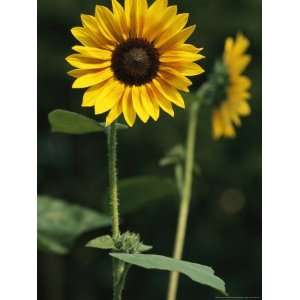 Sunflower on a Sunny Summer Day National Geographic Collection 