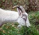 Goat Raising Goat Milk Cheese 30 Books on CD Farm Livestock Homestead 