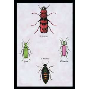  Beetles from North and South America and Spain #1 24X36 