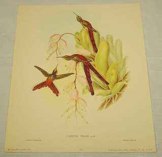 name of print phaon comet hummingbird cometes phaon author artist 