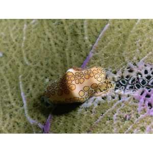  A Flamingo Tongue Feeds from Atop a Sea Fan Premium 