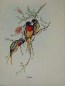 GOULD VINTAGE LITHOGRAPH SPLENDID GRASS PARAKEET 1950  