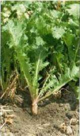 Great for DEER PLOTS Pasja Forage Turnip 5 LB Brassica  