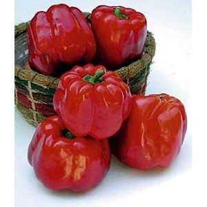   Star Sweet Pepper   10 Seeds   Green to Red Patio, Lawn & Garden