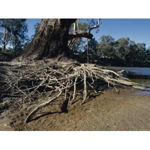  The Eroded Exposed Roots of a River Red Gum Eucalypt Tree 