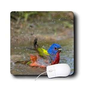     Painted Bunting bathing in small pond   Mouse Pads Electronics