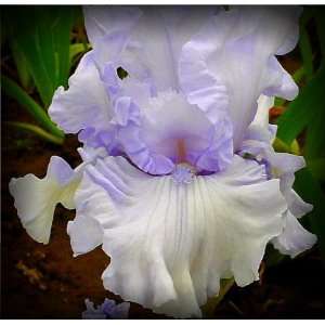  Shades of Pale Tall Bearded Iris Rhizome Iridaceae 1 