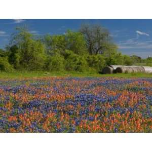 Blue Bonnets and Indian Paintbrush with Oak Trees in Distance, Near 