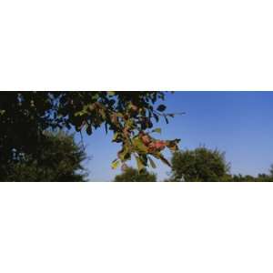  Close Up of a Plum Tree in an Orchard, Gilroy, California 