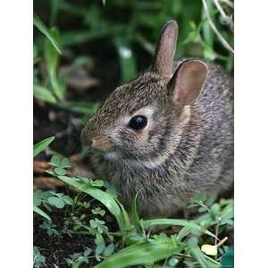  Eastern Cottontail Rabbit, Tyler, Texas Photographic 